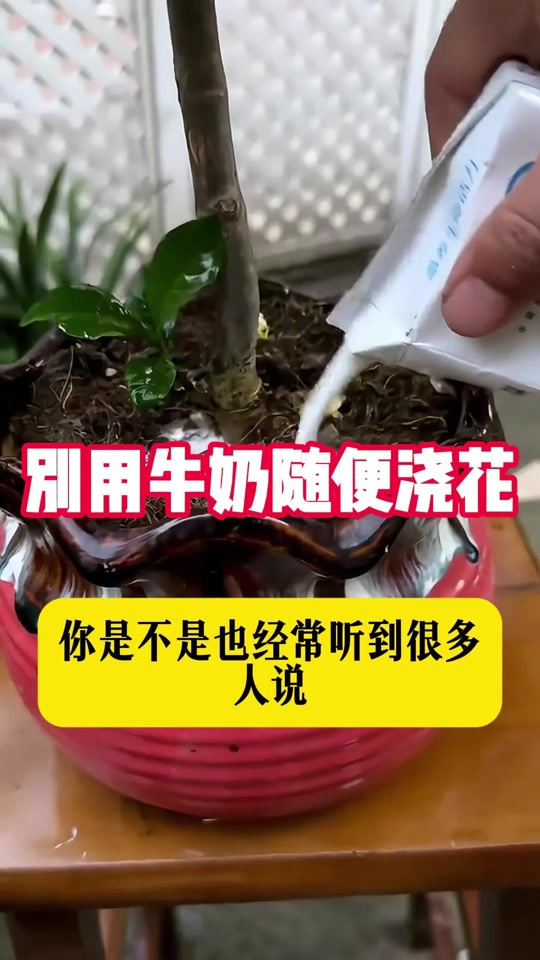 牛奶浇花方法